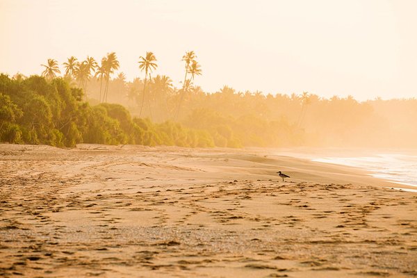 Top 4 Wellness Retreats in Sri Lanka